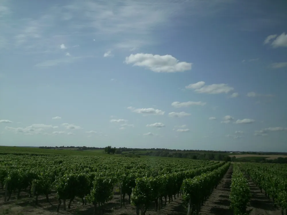 La Vallée des Vignes