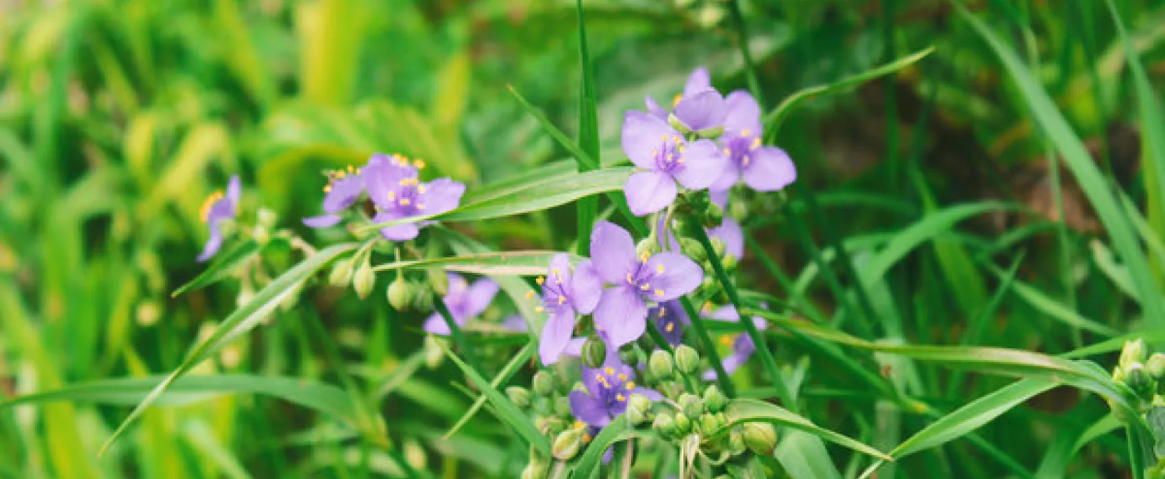 Silver Mines Campground