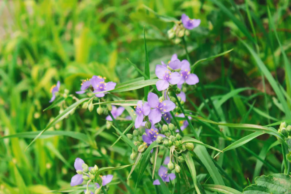 Silver Mines Campground