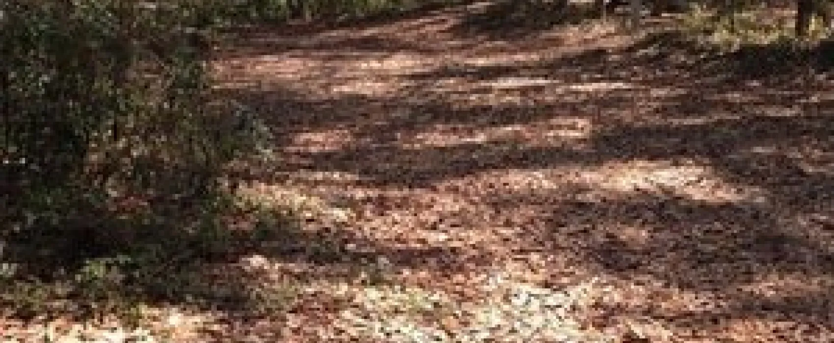 Torreya State Park Campground