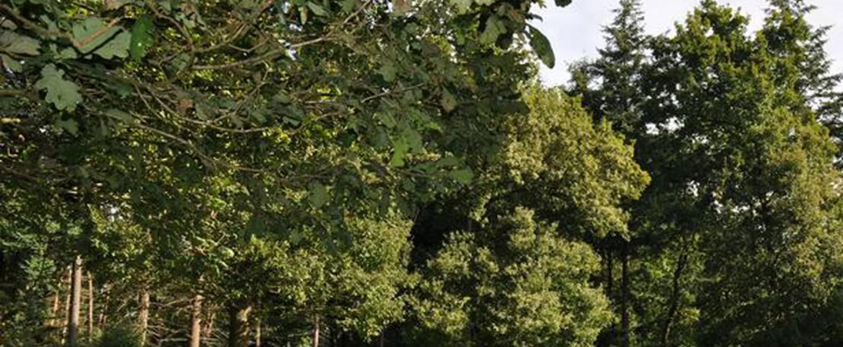 Mini-camping ’s Koonings Veld