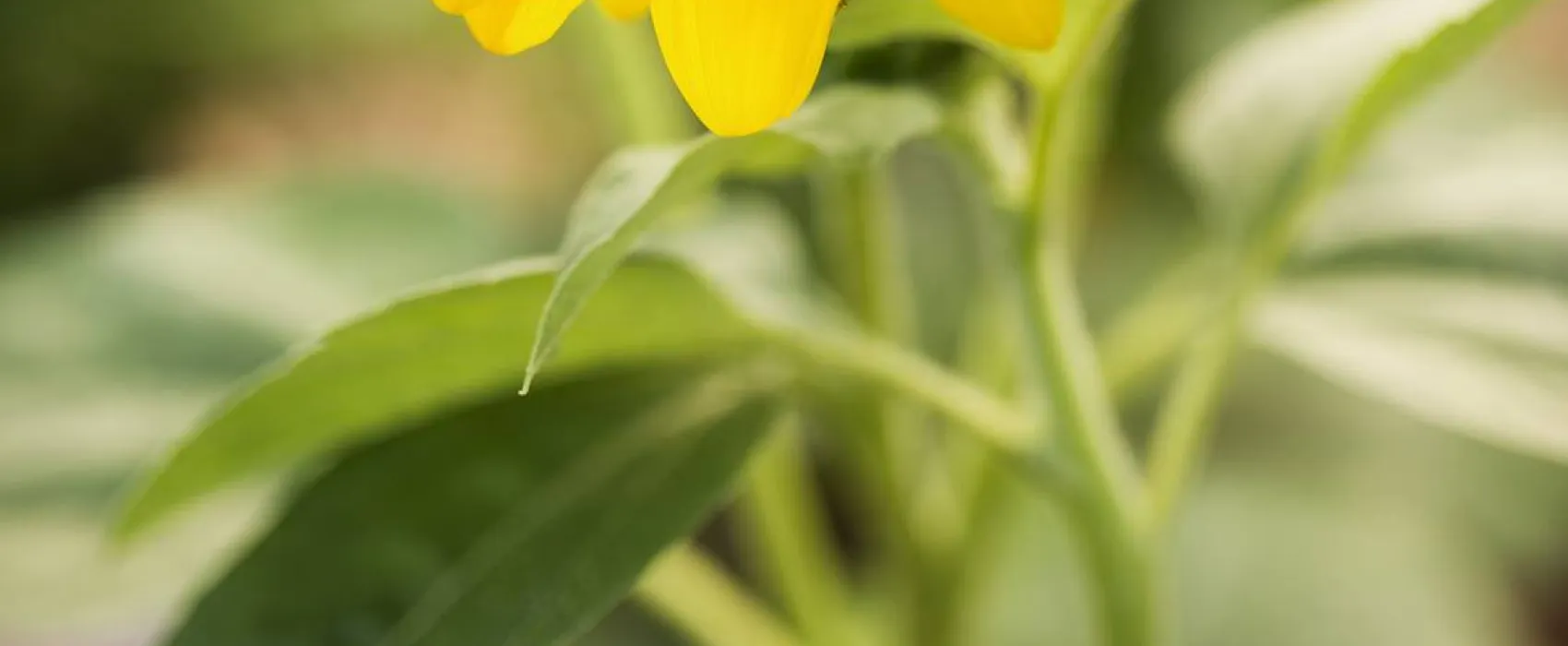 Campsite/Camper stop Biokovo, Croatia