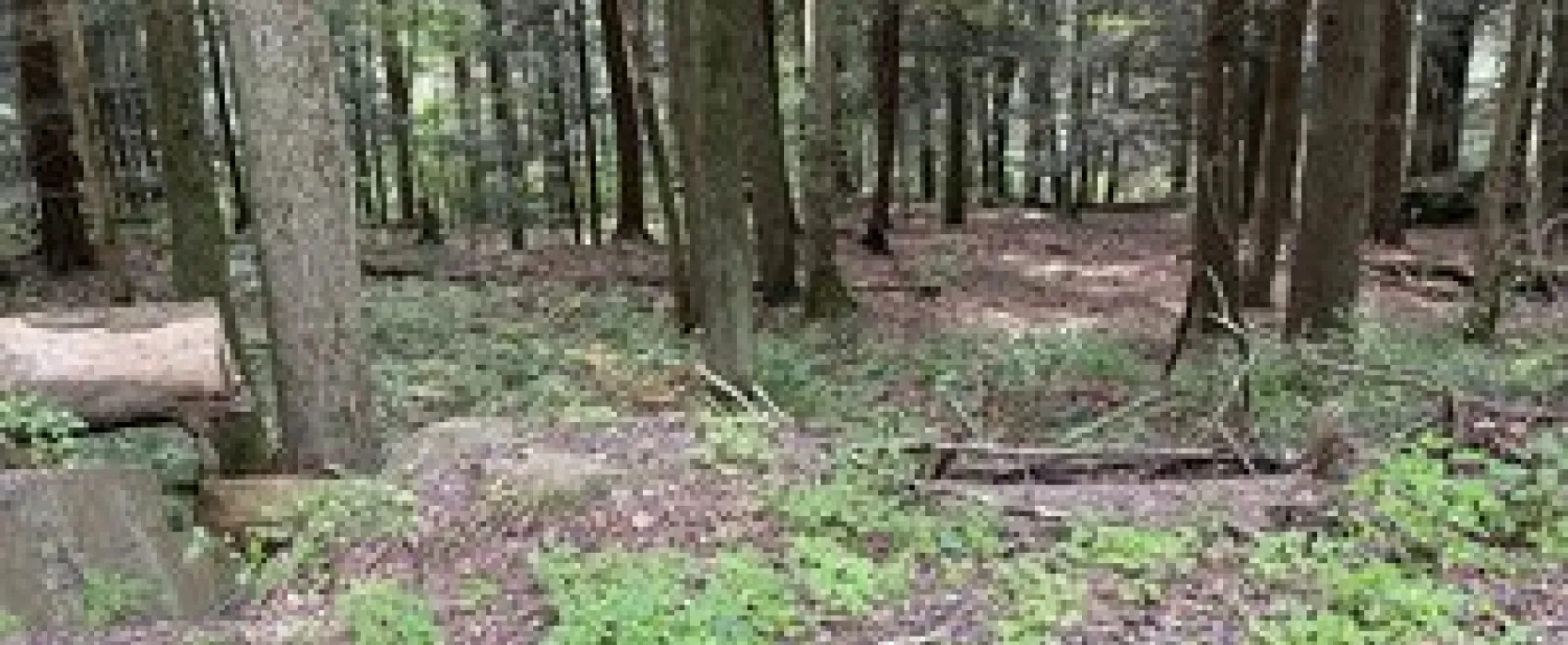 Shore Forest Campground