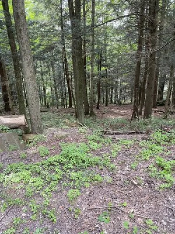 Shore Forest Campground