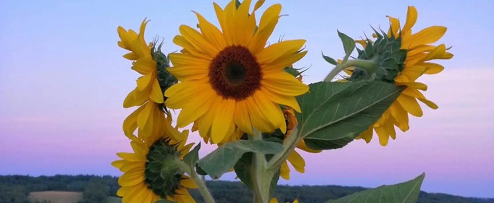 la vallée des fruits