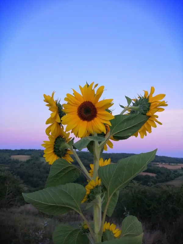 la vallée des fruits