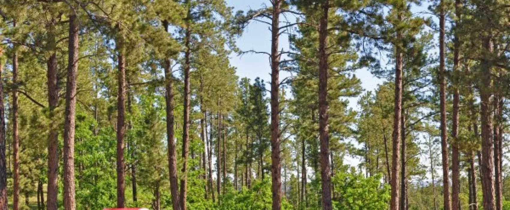 Rushmore Shadows Resort