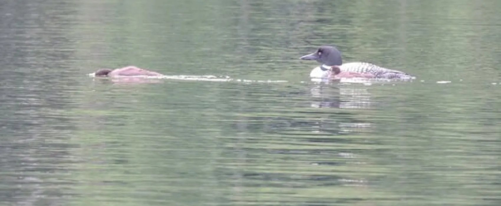Homestead By The River Family Campground