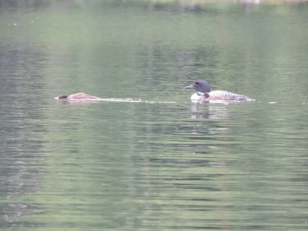 Homestead By The River Family Campground