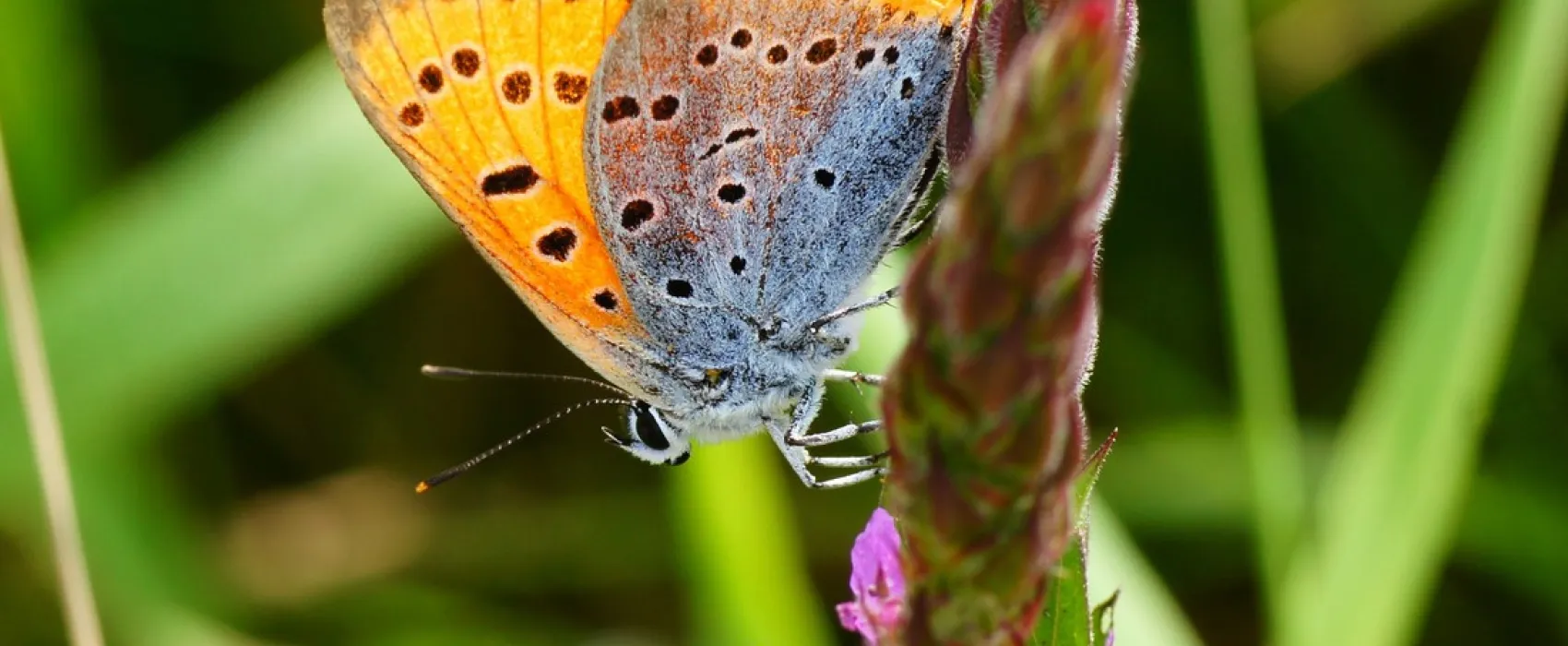 Natuurdomein de Landerije