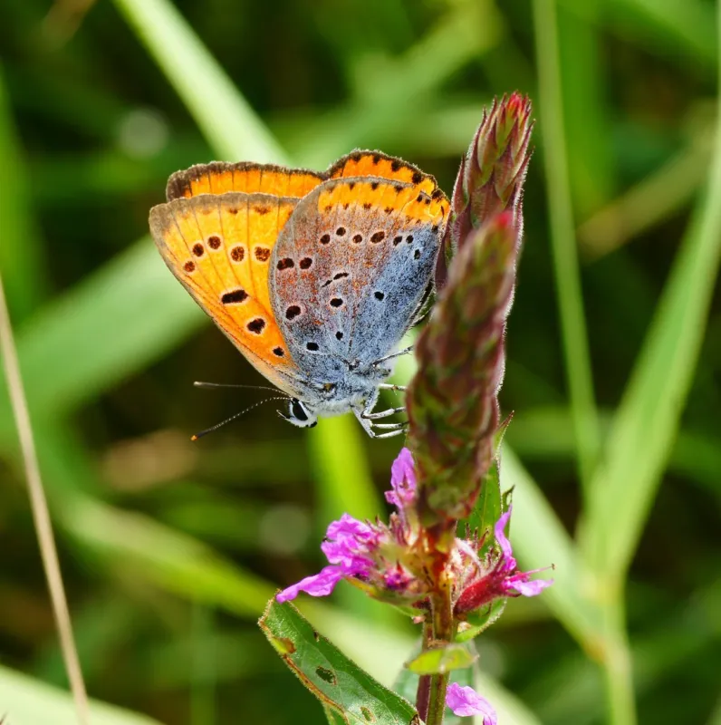 Natuurdomein de Landerije
