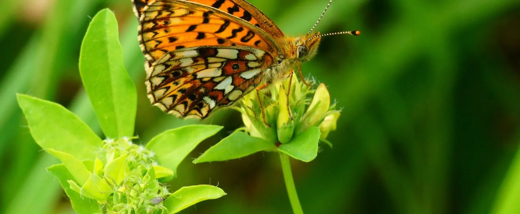 Natuurdomein de Landerije