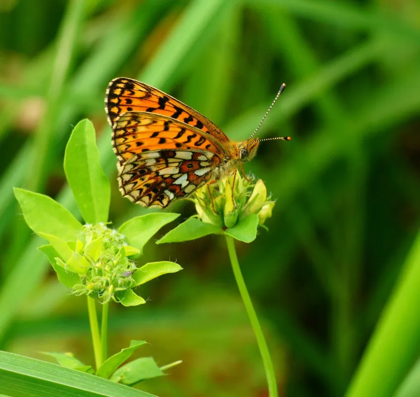Natuurdomein de Landerije
