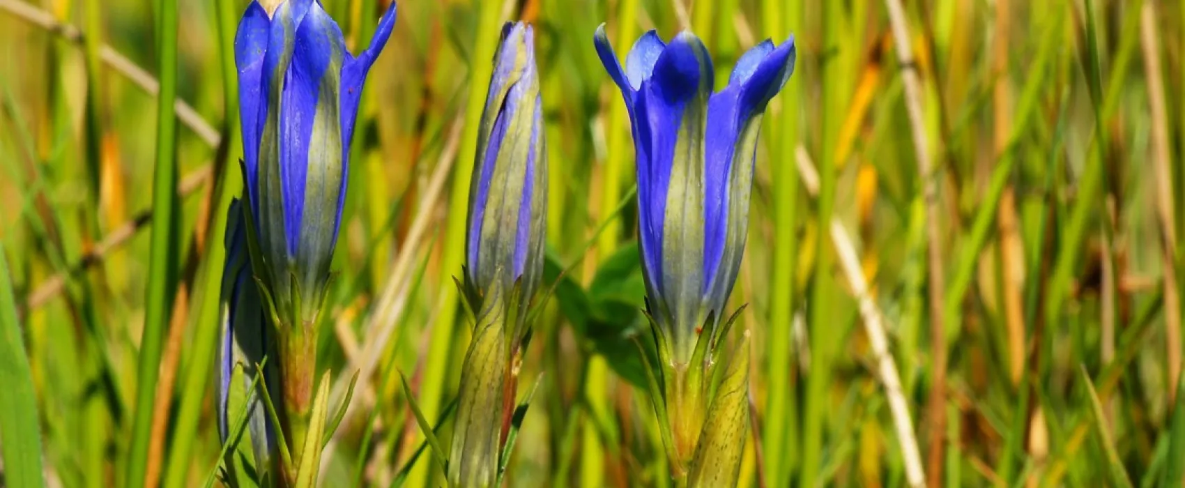 Natuurdomein de Landerije