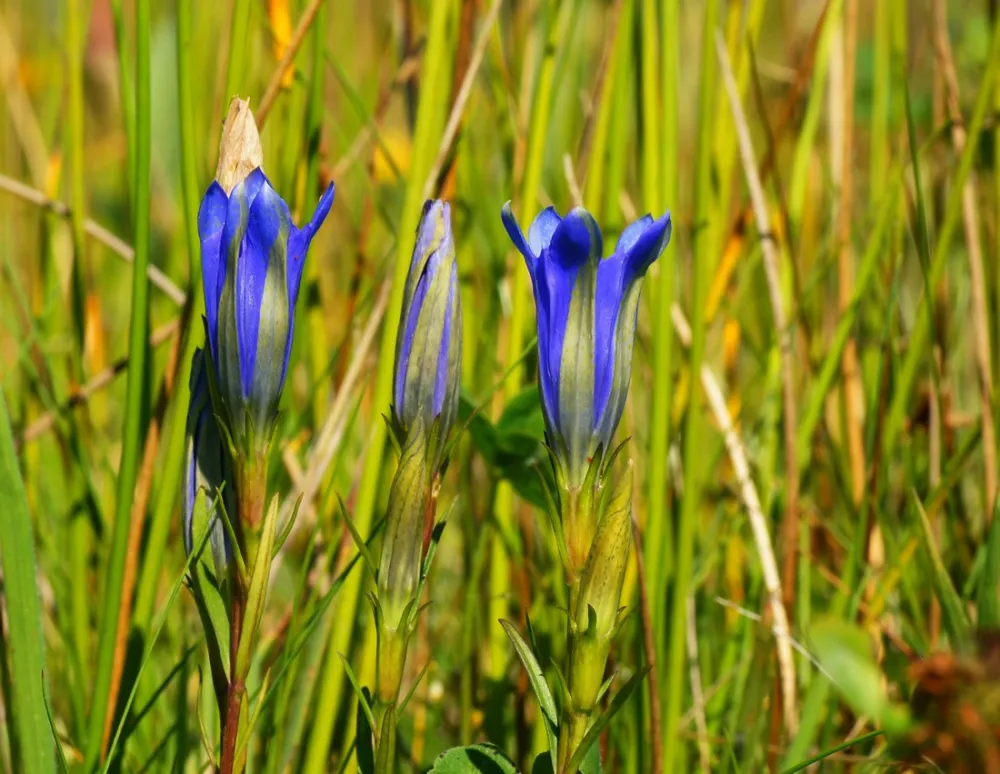 Natuurdomein de Landerije