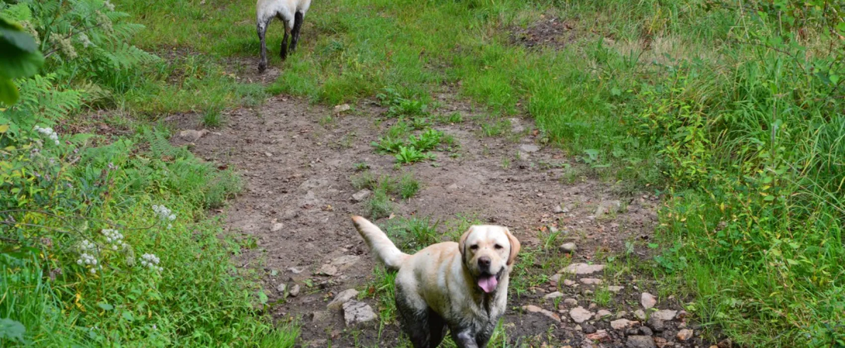 Hondencamping La Soupèze