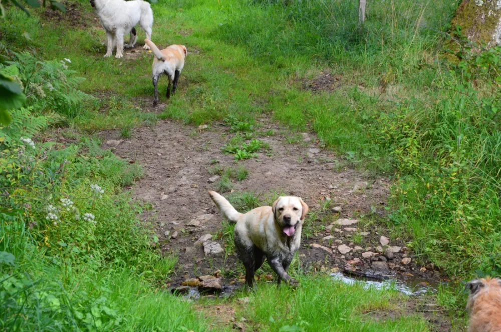 Hondencamping La Soupèze