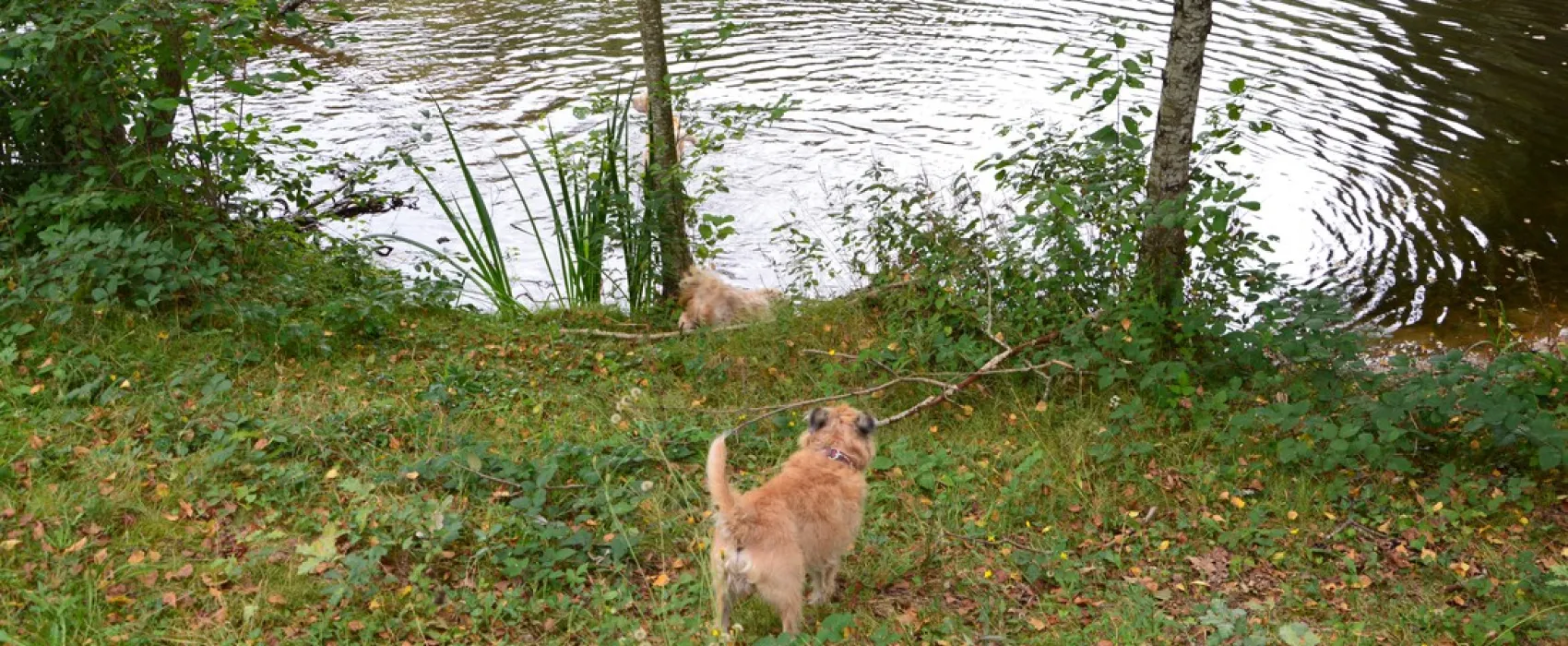 Hondencamping La Soupèze