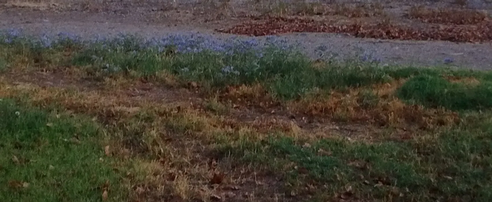 Desert Sands RV Park