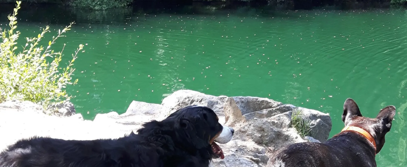 Hondencamping Le Grand Larue