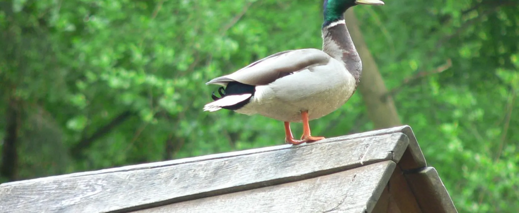 Spreewald Am Schlosspark