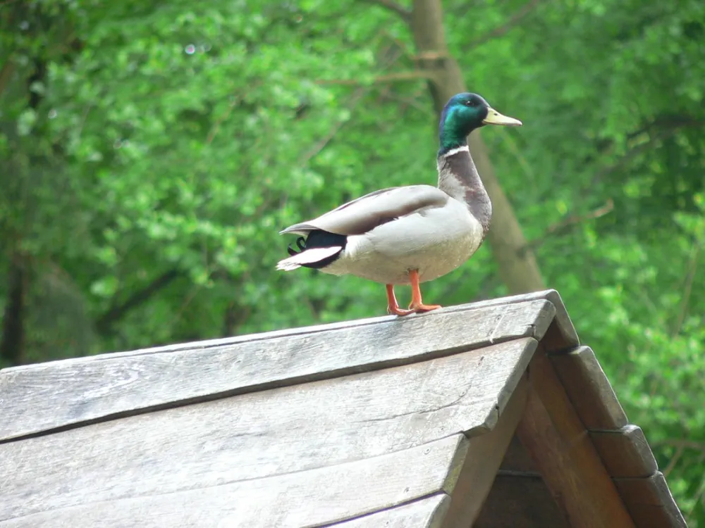 Spreewald Am Schlosspark