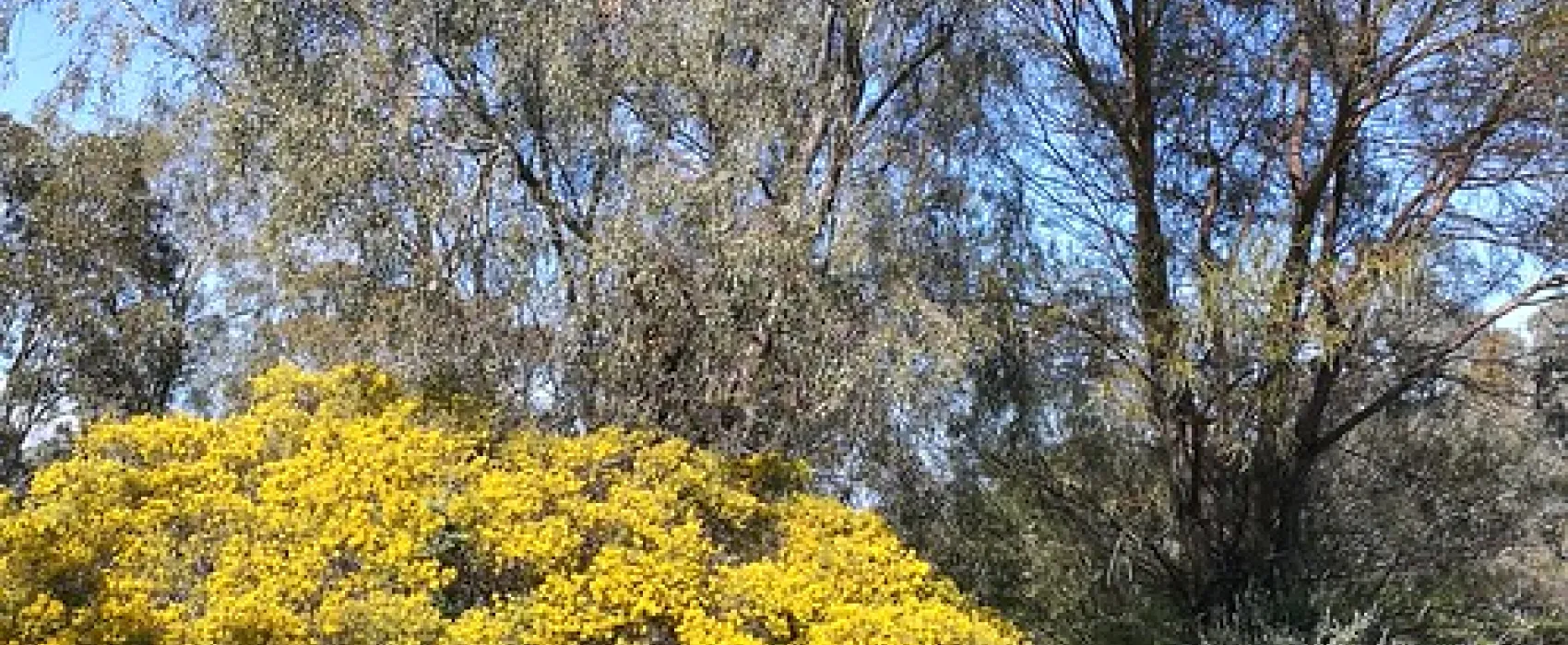 Royal Mail Hotel, Booroorban NSW Campground