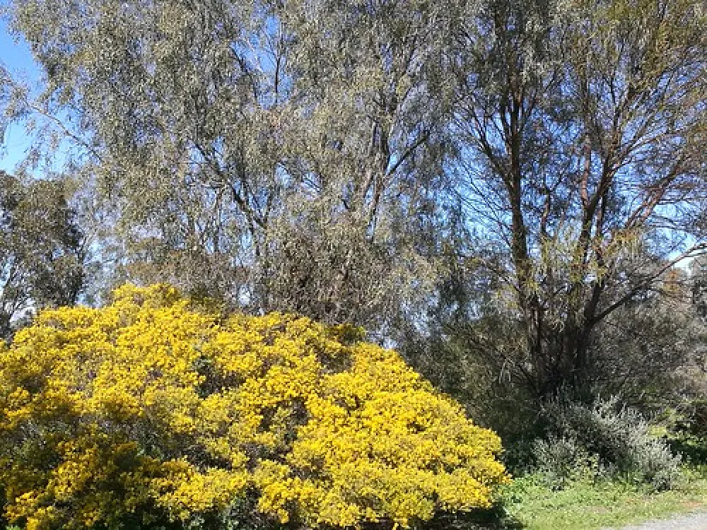 Royal Mail Hotel, Booroorban NSW Campground
