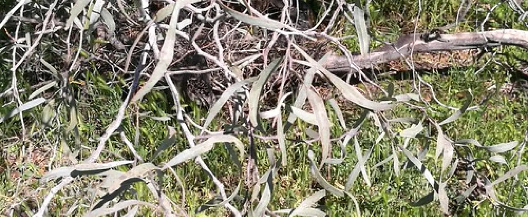 Royal Mail Hotel, Booroorban NSW Campground