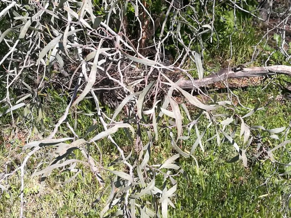 Royal Mail Hotel, Booroorban NSW Campground