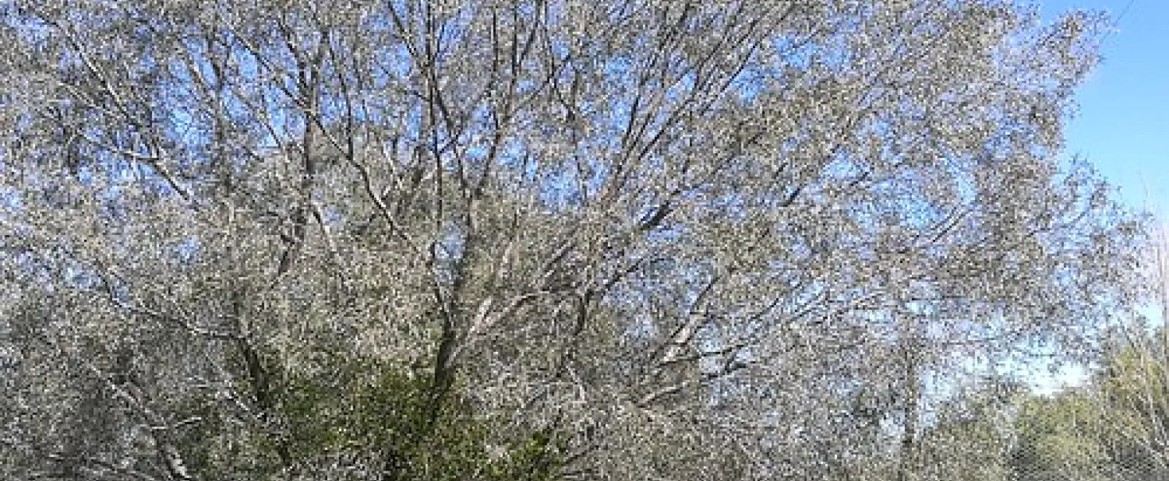 Royal Mail Hotel, Booroorban NSW Campground