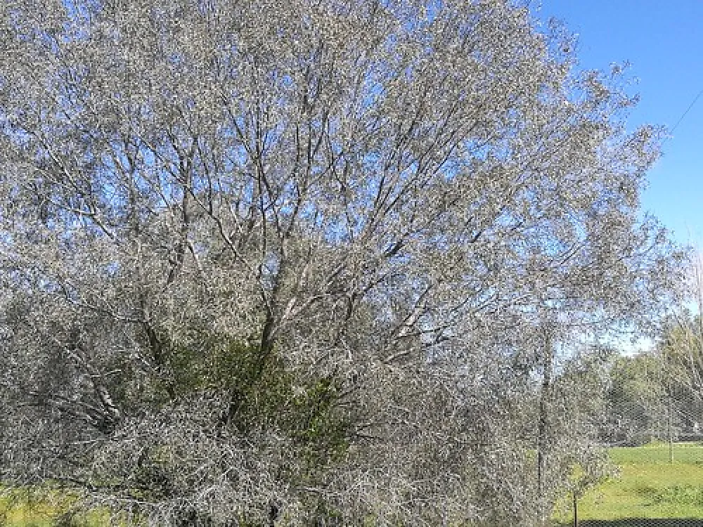 Royal Mail Hotel, Booroorban NSW Campground