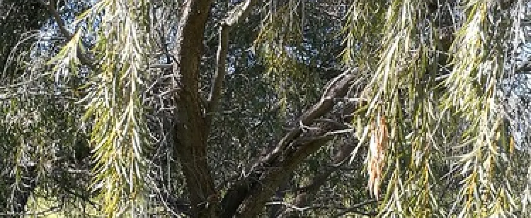 Royal Mail Hotel, Booroorban NSW Campground