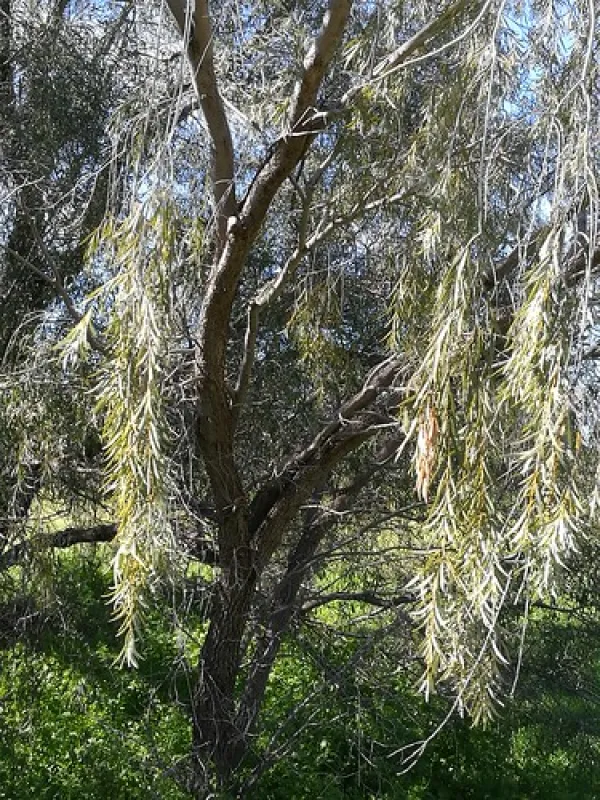 Royal Mail Hotel, Booroorban NSW Campground