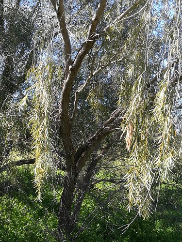 Royal Mail Hotel, Booroorban NSW Campground photo 4