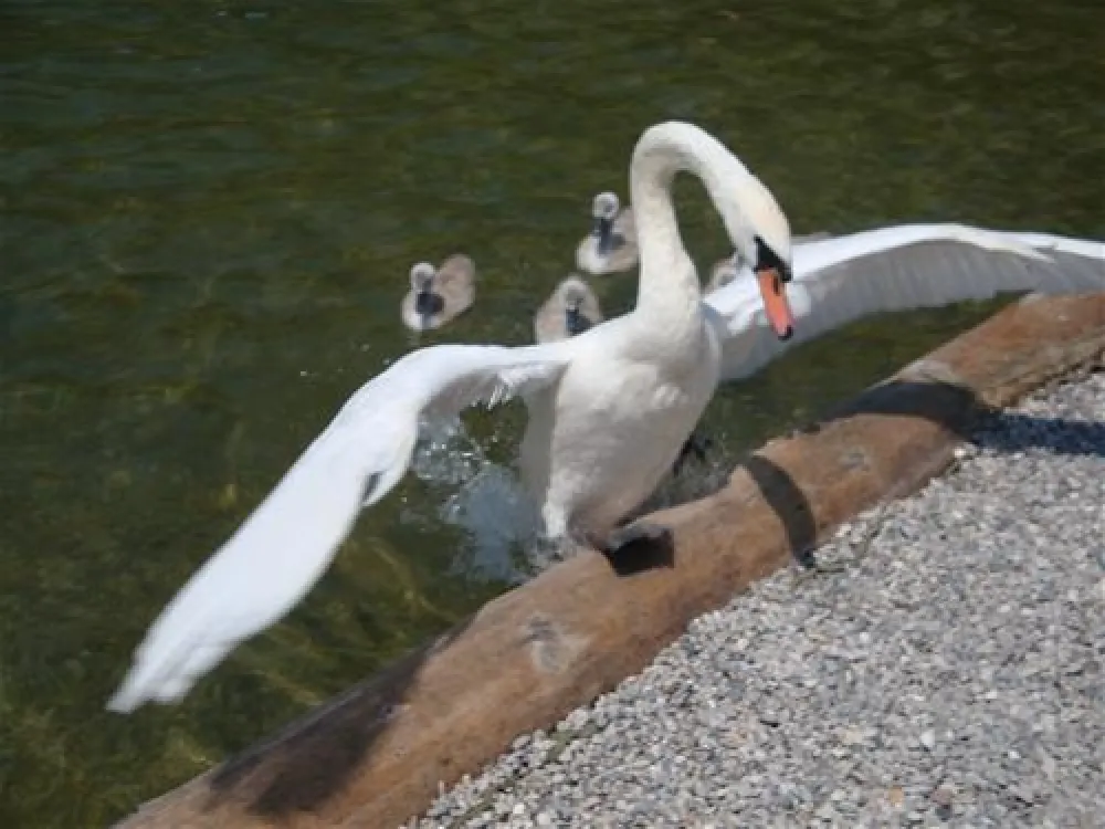 & Appartementen Seehof Alpbachtal