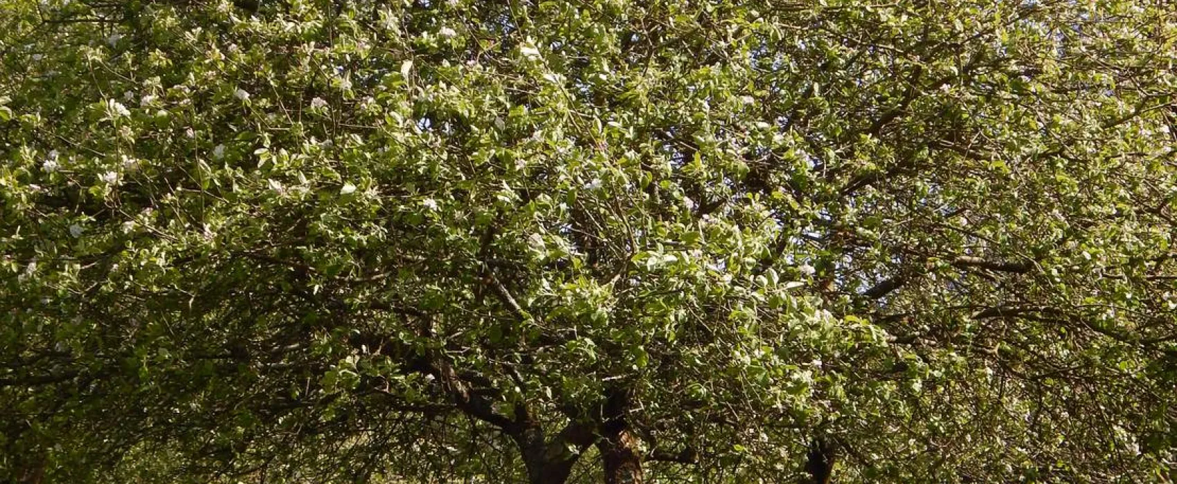Camping Playa España