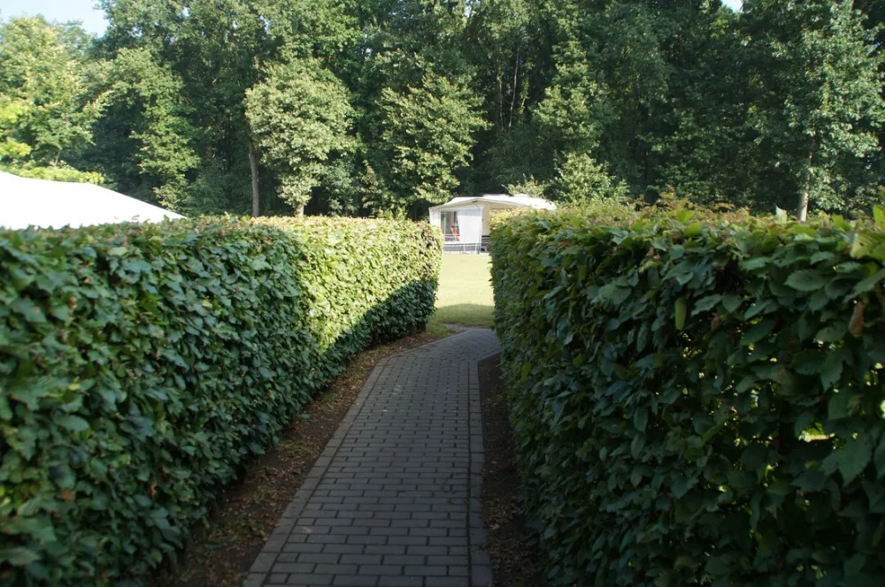 Nederrijkswald