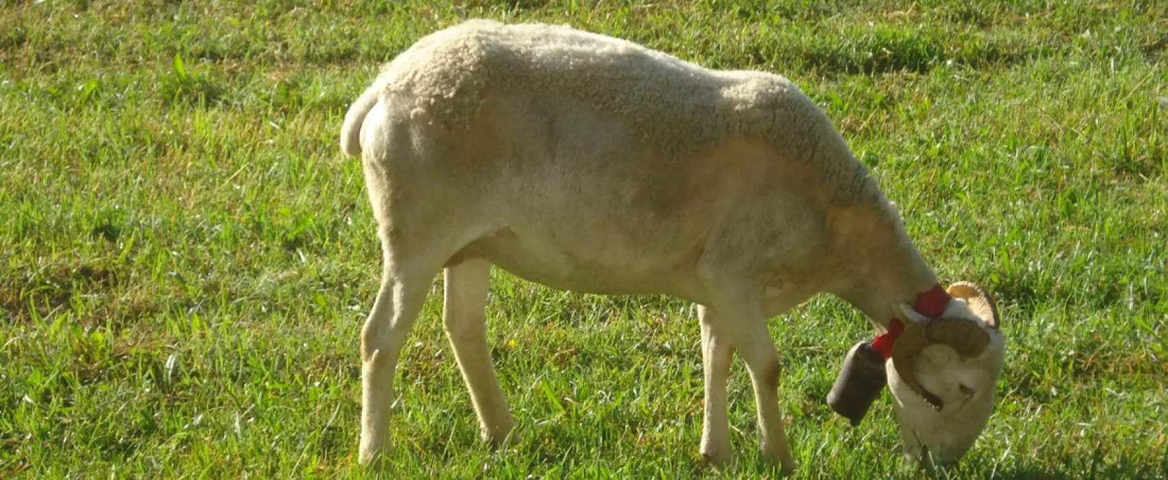 Yelloh! Village Le Pré Lombard