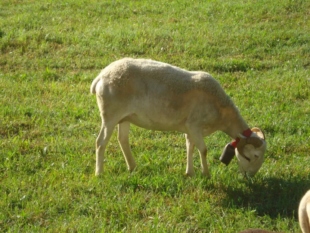 Yelloh! Village Le Pré Lombard
