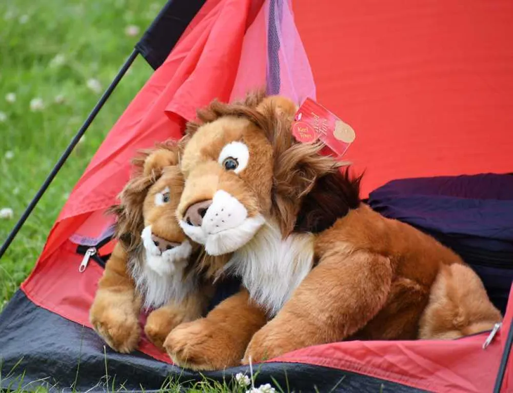 Camp Lion
