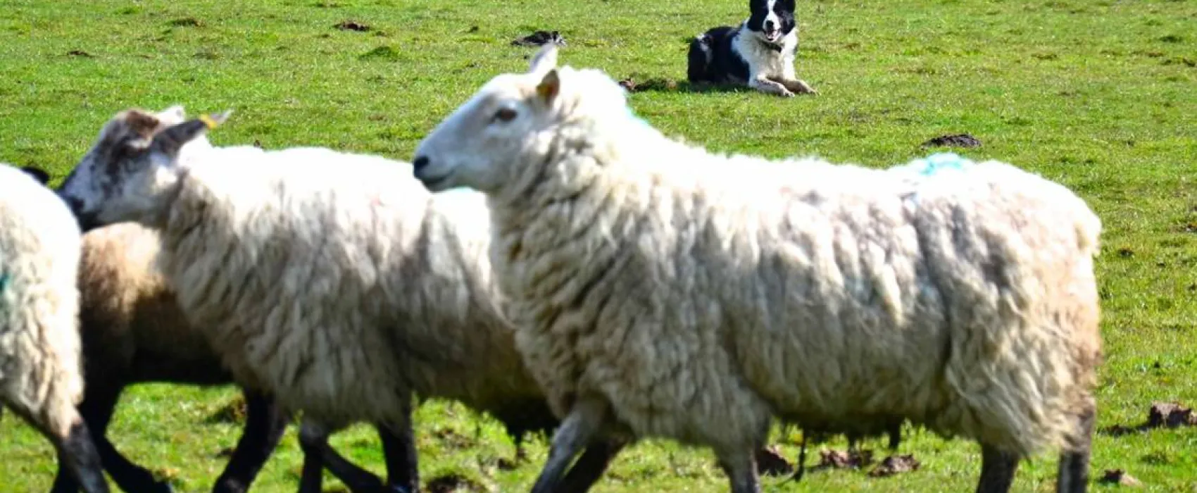 Green Hills Farm Stay