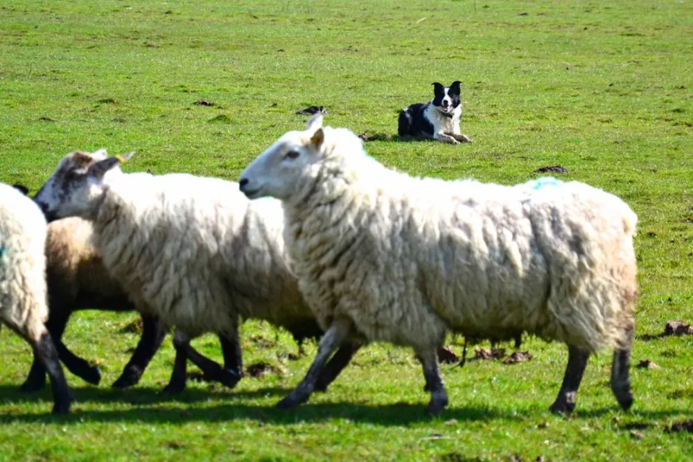 Green Hills Farm Stay