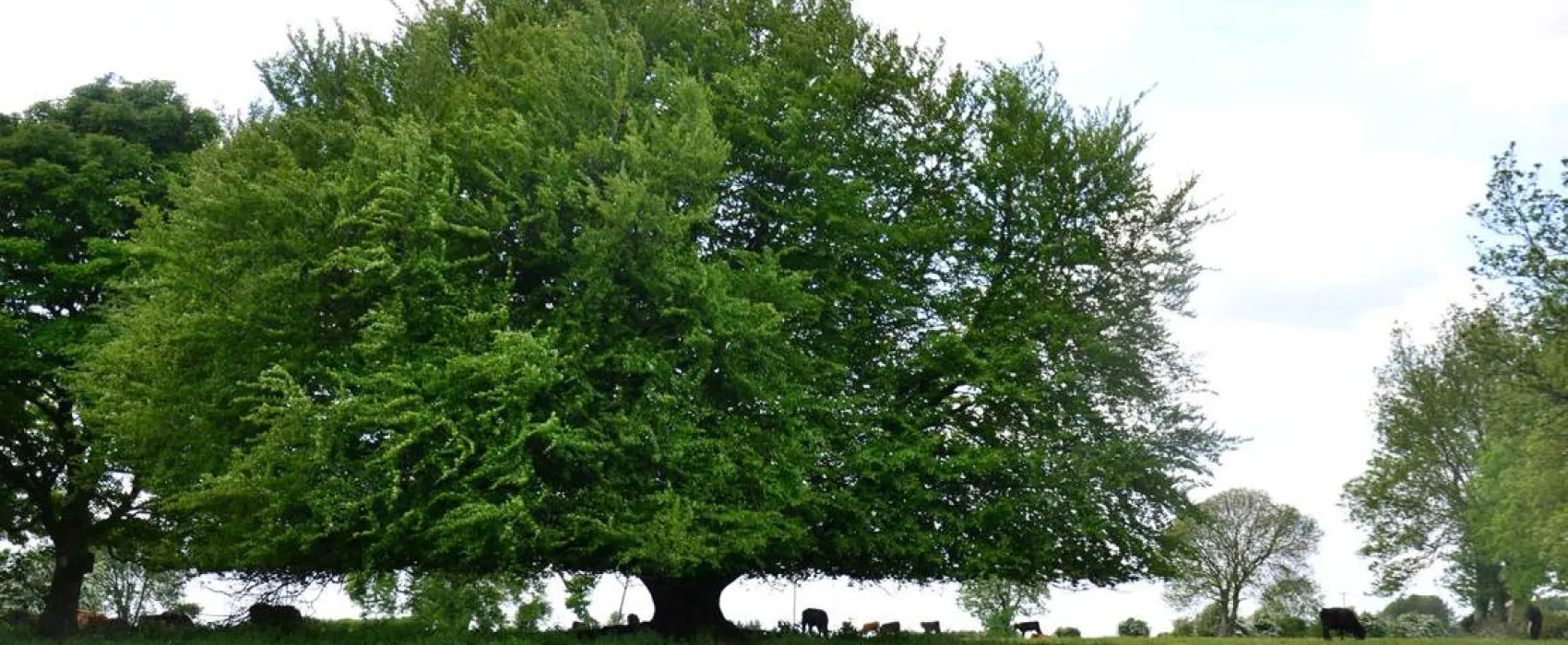 Green Hills Farm Stay