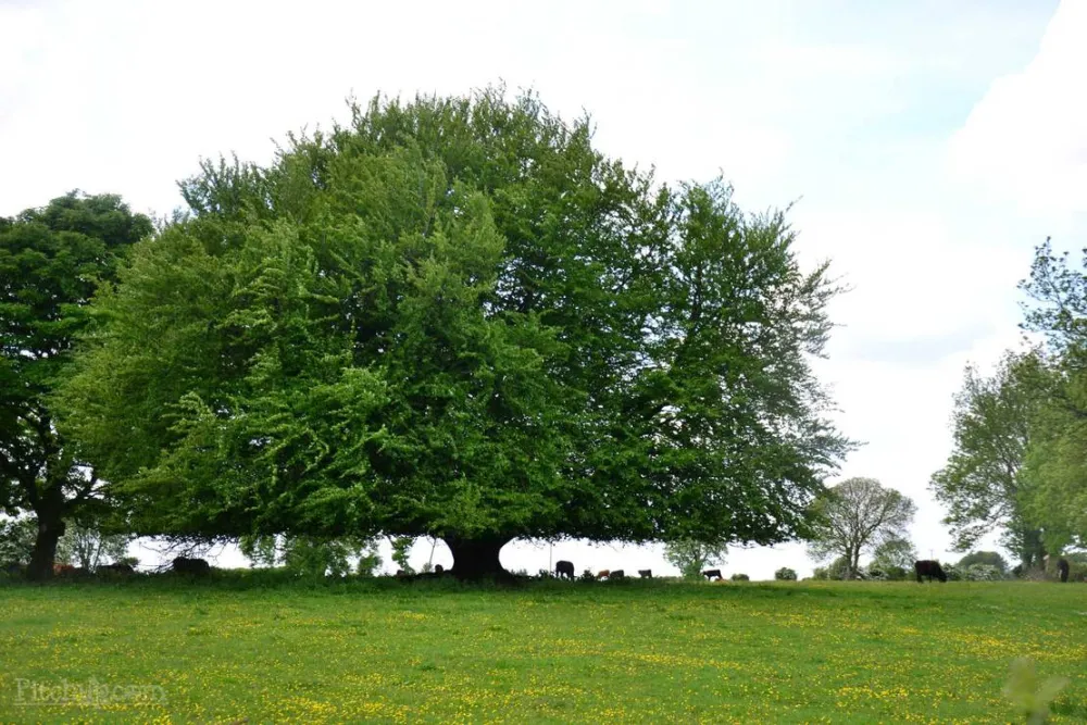 Green Hills Farm Stay