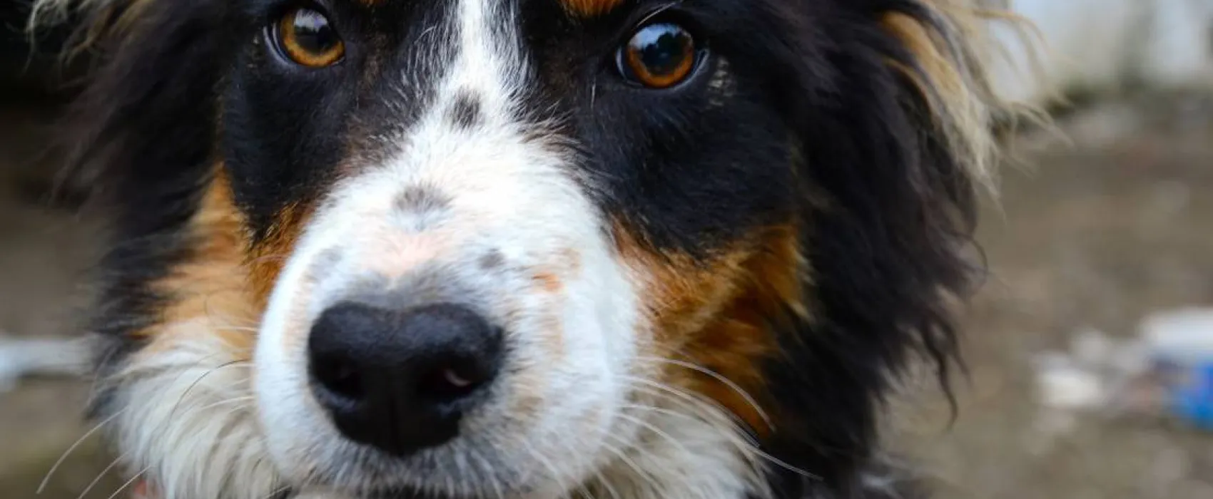 Green Hills Farm Stay