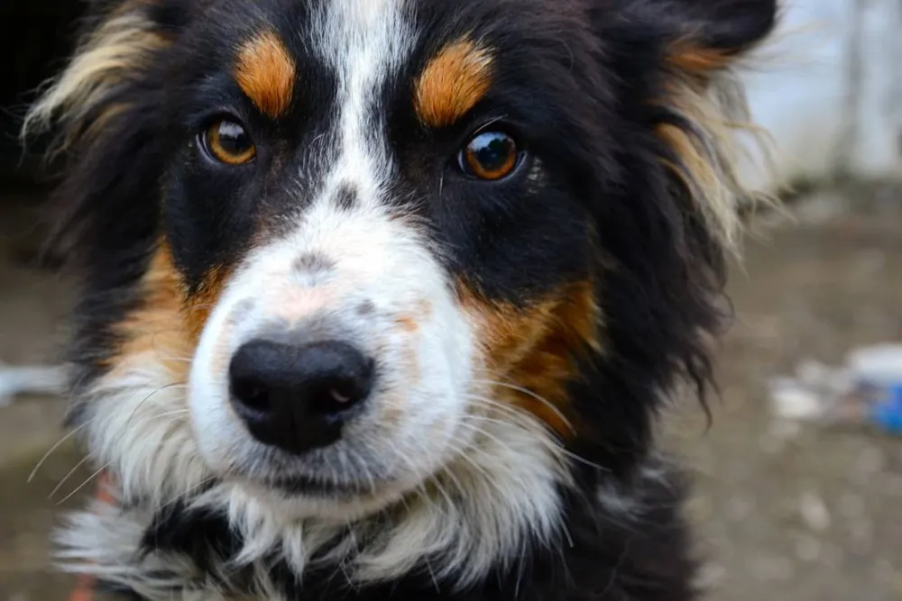 Green Hills Farm Stay