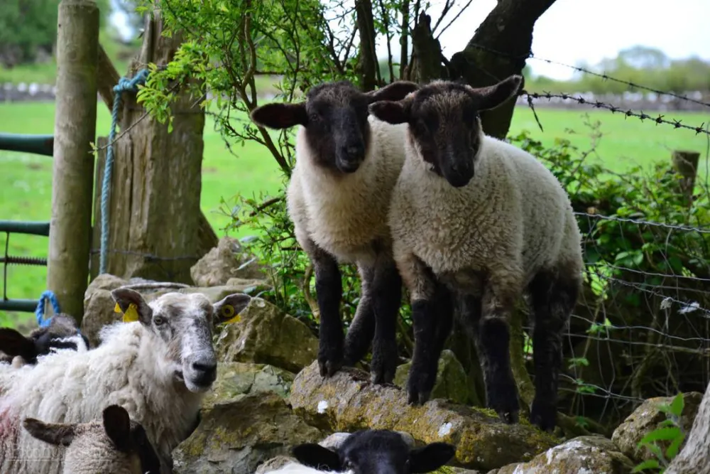 Green Hills Farm Stay