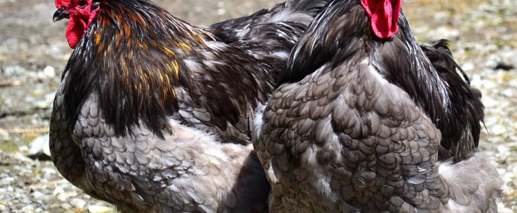 Green Hills Farm Stay