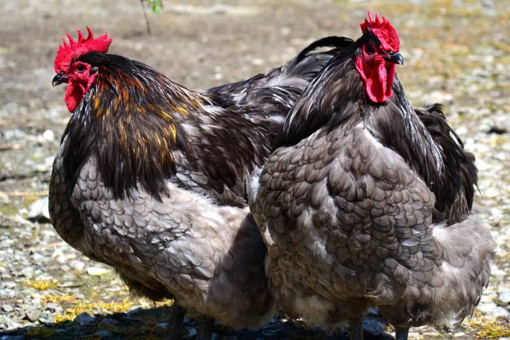 Green Hills Farm Stay